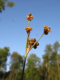 Luzula_multiflora_ENUellendahLA1110610_ja05.jpg