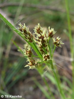 Luzula_multiflora_HiesfelderWald_010509_tk03.jpg