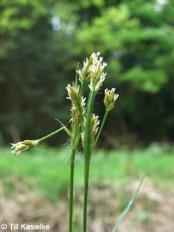 Luzula_multiflora_HiesfelderWald_010509_tk05.jpg