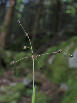 Luzula_pilosa_Bergenbach_Vogesen2016_210516_ja01.jpg