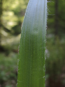 Luzula_sylvatica_Bergenbach_Vogesen2016_210516_ja02.jpg