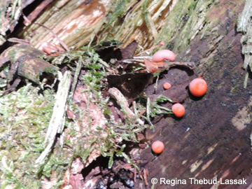 Lycogala_epidendron%20_Remscheid_Feldbachtal_101017_RTL01.jpg