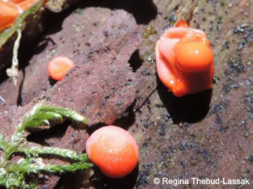 Lycogala_epidendron%20_Remscheid_Feldbachtal_101017_RTL03.jpg