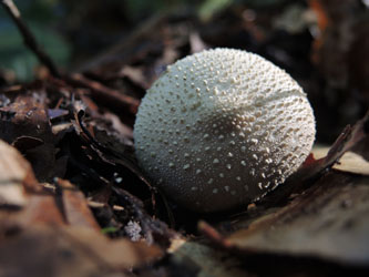 Lycoperdon_perlatum_BOMailand_111015_ja04.jpg