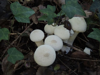 Lycoperdon_perlatum_BOMailand_111015_ja05.jpg