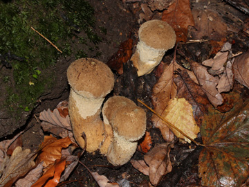 Lycoperdon_perlatum_BO_Koenigsbuescher_Waeldchen_Pilze_CB01.jpg