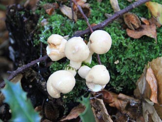 Lycoperdon_pyriforme_WeitmarerHolz_121014_CB07.jpg