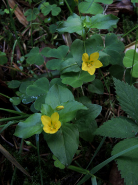 Lysimachia_nemorum_Remscheid_Feldbachtal_101017_ja01.jpg