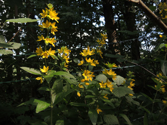 Lysimachia_punctata_Schlupkothen_020716_ja01.jpg