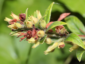 Lysimachia_vulgaris_300817_CB01.jpg