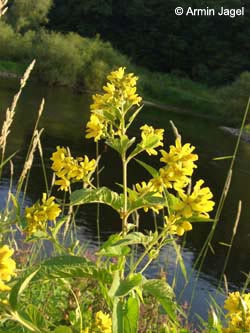 Lysimachia_vulgaris_BORuhr140708_ja02.jpg