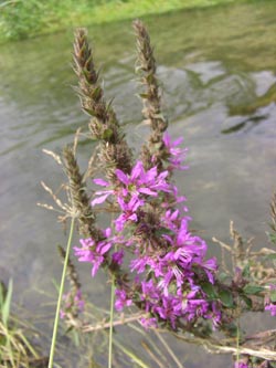 Lythrum_salicaria_DOHoerdePhoenixsee210712_TK01.jpg