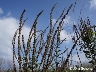 Lythrum_salicaria_DURheinhausen_130914_JScholten02.jpg