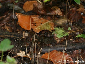 Macrotyphula_juncea_BoevinghauserBachtal141012_CB36.jpg