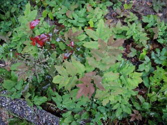 Mahonia_aquifolium_Wattenscheid160515_ja26.jpg