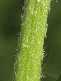 Malva_alcea_Ascheberg060810_ja02.jpg