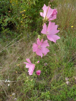 Malva_alcea_BOHofstede_GMU_030914_PG01.jpg