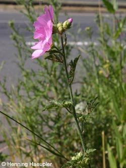 Malva_alcea_BOLaer300610_Hae01.jpg