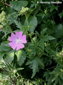 Malva_alcea_BOLaer300610_Hae03.jpg