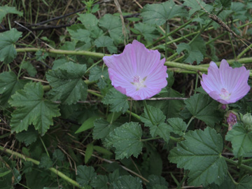 Malva_alcea_BOLaer_Opelspange_040816_ja00.jpg