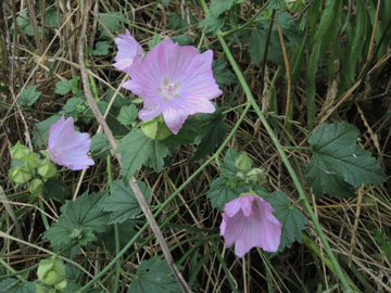 Malva_alcea_BOLaer_Opelspange_040816_ja01.jpg