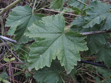 Malva_alcea_BOLaer_Opelspange_040816_ja11.jpg