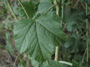 Malva_alcea_BOLaer_Opelspange_040816_ja12.jpg