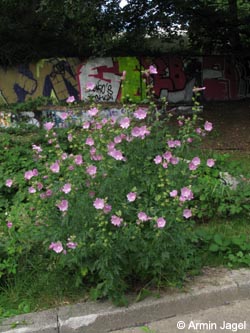 Malva_alcea_BOUniauffahrt150709_ja02.jpg