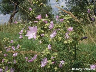 Malva_alcea_KMerkenichRhein_JScholten02.jpg