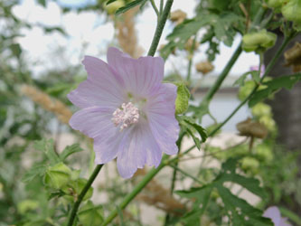 Malva_alcea_KMerkenichRhein_ja01.jpg