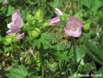 Malva_alcea_WATZecheHolland180710_TS01.jpg