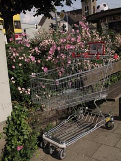 Malva_alcea_WITZentrumWideystr060710_ja04.jpg