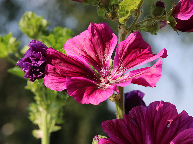 Malva_mauritiana_BOEhrenfeld_050619_ja03.jpg