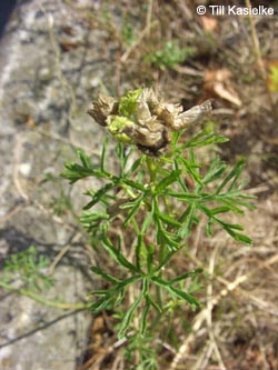 Malva_moschata_A40_180710_TK01.jpg