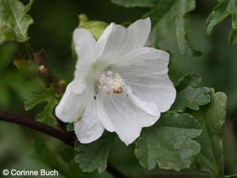 Malva_moschata_BODahlhausen180910_CB02.jpg