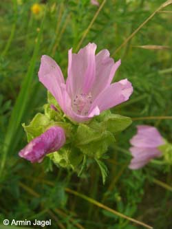 Malva_moschata_BOHoltbruegge130708_ja03.jpg