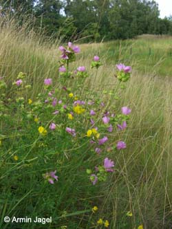 Malva_moschata_BOHoltbruegge130708_ja05.jpg