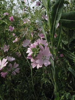 Malva_moschata_BOLangedreerFriedhof010710_ja01.jpg