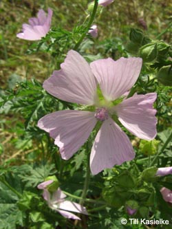 Malva_moschata_BOLothringen020912_TK02.jpg