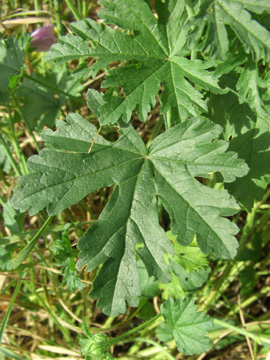 Malva_moschata_BOLothringen020912_TK04.jpg