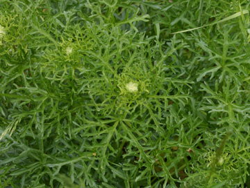 Malva_moschata_BOQuerenburgSchattbach190610_Hae01.jpg