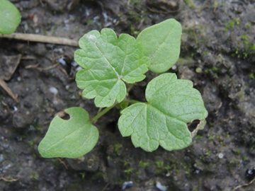 Malva_moschata_BOQuerenburg_BUNDObstwiese_040917_ja05.jpg