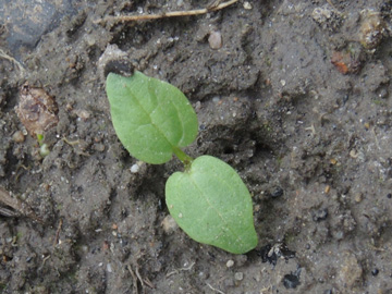 Malva_moschata_BOQuerenburg_BUNDObstwiese_170817_ja12.jpg