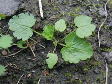 Malva_moschata_BOQuerenburg_BUNDObstwiese_170917_ja02.jpg