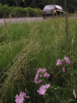 Malva_moschata_BOSheffieldring080710_ja04.jpg