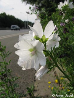 Malva_moschata_BOUnistr180609_ja01.jpg