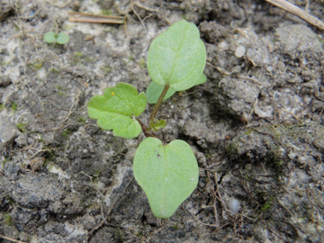 Malva_moschata_Keimling_BOQuerenburg_BUNDObstwiese_260817_ja03.jpg