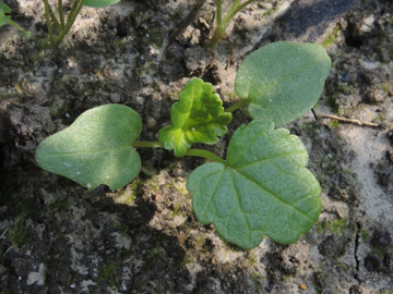 Malva_moschata_Keimling_BOQuerenburg_BUNDObstwiese_280817_ja02.jpg