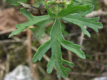 Malva_moschata_Stadthafen_Essen_070811_TK82.jpg