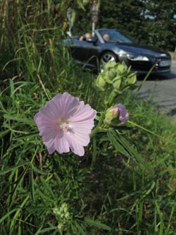 Malva_moschata_WITAnnen_StockumerStr_170714_ja02.jpg